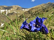 22 Genziana di Koch (Gentiana acaulis)